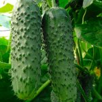 Рекордные урожаи здоровых и вкусных плодов — огурец Амур 1801 F1: описание и характеристика сорта