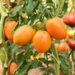 Малоизвестный новичок — томат Таежное золото: описание сорта и его характеристики