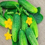 Сверхранние урожаи качественных и вкусных зеленцов — огурец Твикси F1: отзывы и описание сорта