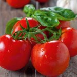 Витаминные и свежие урожаи круглое лето — томат Китайский ранний: характеристика и описание сорта