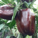 Экзотический сорт с насыщенно-шоколадными плодами — перец Ингрид: характеристика и описание