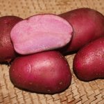 Один из самых выдающихся цветных сортов картофеля — Сюрприз: описание и отзывы