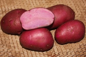 Один из самых выдающихся цветных сортов картофеля — Сюрприз: описание и отзывы