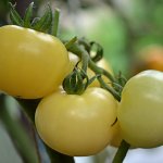 Эксклюзивный сорт с отличной продуктивностью — томат Снежно-белый: отзывы об урожайности, описание помидоров