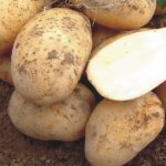 Рекордно долгий срок хранения — картофель Артемис: описание сорта и отзывы