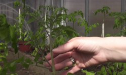 Правила пасынкования, удаления и прищипывания стеблей — формирование томатов: пошаговая схема и советы новичкам
