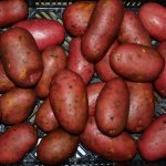 Знаменитый во всем мире немецкий картофель — Романце: описание и характеристика