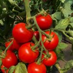 Покорившая многих огородников новинка — томат Катя F1: характеристика и описание сорта