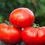 Гарантированные урожаи в любую погоду — томат Колхозная королева: отзывы и описание сорта