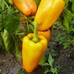 Высокоурожайный сорт для грамотных фермеров — перец Эней: характеристика и описание
