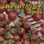 Оригинальный сорт с аккуратными черными черри — томат Сахарная гроздь F1: отзывы и описание