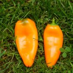 Сочные и вкусные плоды с ярким красивым окрасом — перец Апельсин: отзывы и описание сорта