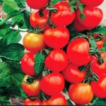 Рекордная продуктивность и превосходный вкус — томат Урожайная гроздь F1: отзывы и описание сорта