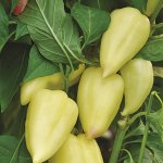 Крепкий и щедрый на витаминные урожаи — перец Атлет F1: отзывы и описание сорта