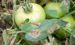 Распространенные причины появления жёлтых пятен на листьях помидор — лечение и меры по профилактики недуга