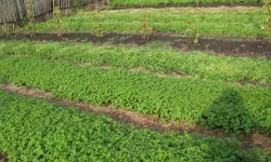 Лучшее в своем роде органическое удобрение для томатов — Сидераты: методы обработки перед и после осени