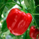Тонны урожаев мясистых и качественных плодов — перец Мегатон красный F1: фото и отзывы, описание сорта