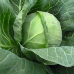 Вкусный, полезный и ароматный сорт белокочанной капусты — Тиара F1: описание и характеристика