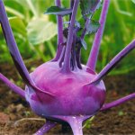 Сочные и нежные плоды с привлекательным видом — капуста Виолетта Кольраби: отзывы и описание