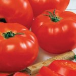 Всегда стабильные урожаи огромных и вкусных плодов — томат Лев: полное описание сорта
