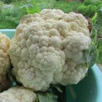 Получивший множество хороших отзывов сорт цветной капусты — Франсуаза: описание и советы по выращиванию