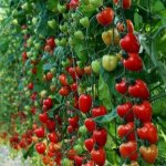 Высокие кусты усыпанные сочными плодами — томат Клубничное дерево: отзывы и описание сорта