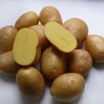 Обильные урожаи от народной селекции — картофель Богатырский: описание сорта и отзывы