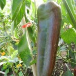 Безупречная урожайность и массивные плоды — перец Аллигатор: отзывы и описание сорта