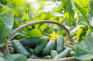7 проверенных советов для хорошего урожая огурцов