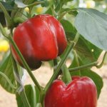 Оригинальный и вкусный кубовидный перец — Аристотель красный: характеристика и описание сорта