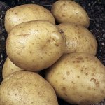 Прекрасный выбор для дальневосточных огородников — картофель Казачок: описание сорта и отзывы