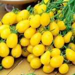 Один из самых привлекательных и мощных сортов — томат Сладкая гроздь золотая: отзывы и описание
