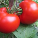 Красные черри, устойчивые к заболеваниям — томат Фаворита F1: полное описание сорта