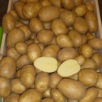 Высококачественный немецкий культивар из Германии — картофель Румба: описание сорта и отзывы