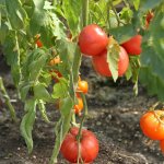 Вкусный сорт с долгим плодоношением — томат Алтайский розовый: отзывы и фото урожайности