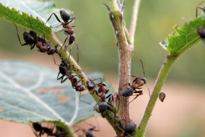 Как избавиться от муравьев в огороде?