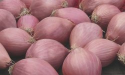 Несравненный сорт с отличным вкусом и товарным видом — лук Челябинский розовый: описание и отзывы