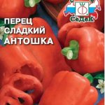 Обильные урожаи без парников и теплиц — сладкий перец Антошка: отзывы и описание сорта