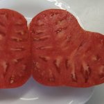 Внушающие урожаи мясистых и сочных плодов — томат Коршун огромный красный: описание сорта