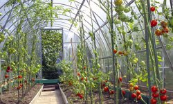 Защита от капризов погоды, болезней и вредителей: уход за помидорами в теплице от посадки до урожая