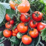 Самый неприхотливый сорт — томат Непас 12 непасынкующийся крупный седек: описание, советы дачников