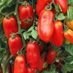 Сорт с иммунитетом к скачкам температуры — томат Сибирский гроздевой: описание помидоров