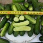 Урожайный гибрид с презентабельными и вкусными зеленцами — огурец Фуга F1: описание и характеристика