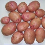 Самый импозантный представитель отечественных сортов — картофель Русская красавица: описание и отзывы