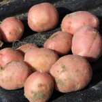 Устойчивый к плохой погоде и скачкам температуры — картофель Малиновка: описание сорта