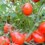 Польский сорт с аппетитными и выровненными плодами — томат Кмициц: характеристика и описание