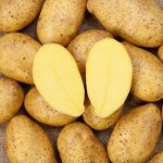 Щедрые урожаи для умелых земледельцев — картофель Зекура: описание сорта и отзывы