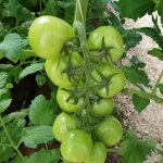 Отличный выбор для закаток — томат Алая Каравелла F1: описание сорта и советы по выращиванию