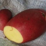 Рекордные урожаи при минимальном уходе — картофель Дельфине: описание сорта и отзывы