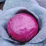 Диетический культивар с нежными и красивыми плодами — капуста Краснокочанная Гако: описание сорта и отзывы